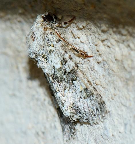 Hecatera dysodea